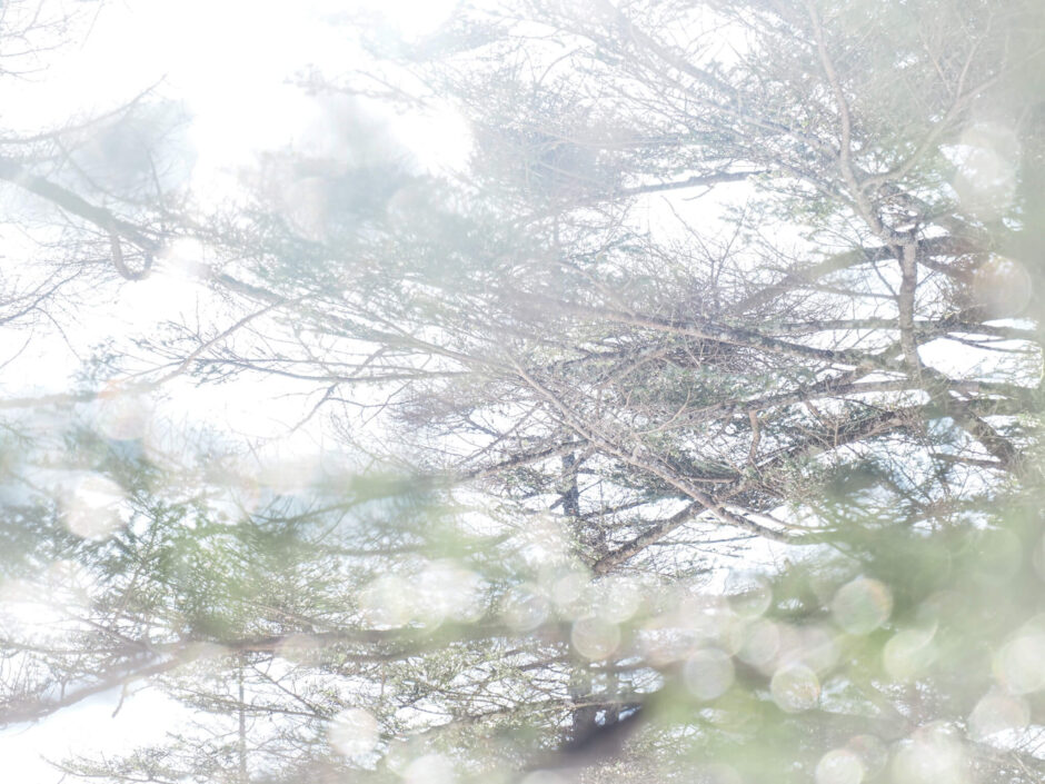入笠山 冬