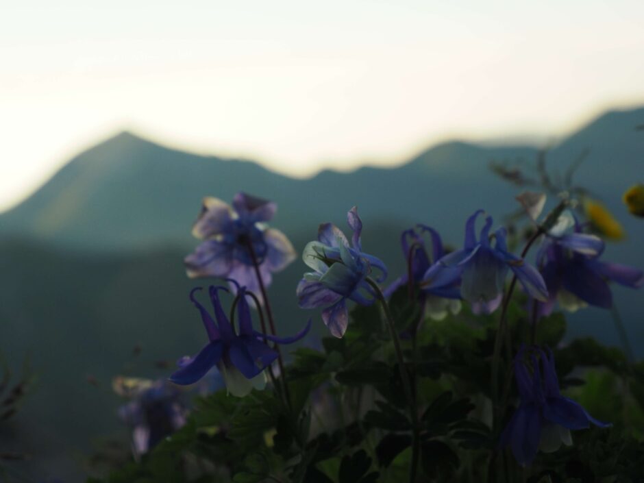 槍ヶ岳.花
